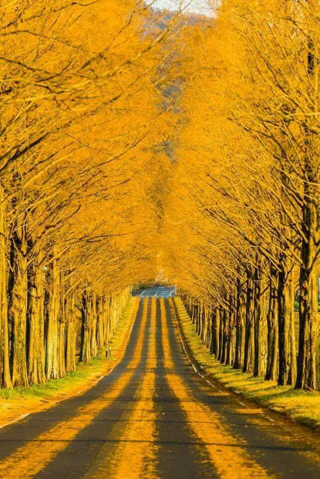 Yellow Spring Road